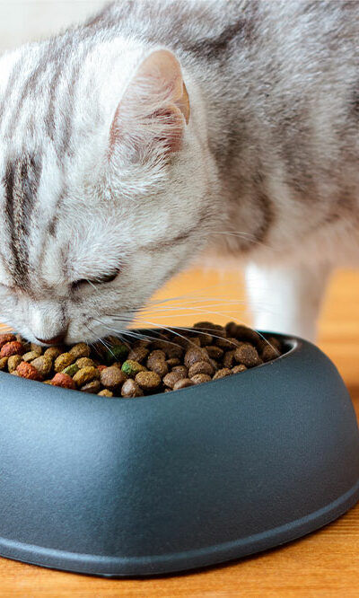 10 Black Friday cat food deals