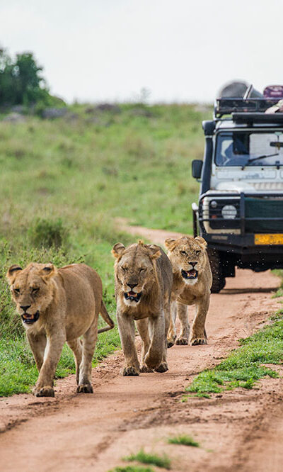 10 common safari mistakes to avoid
