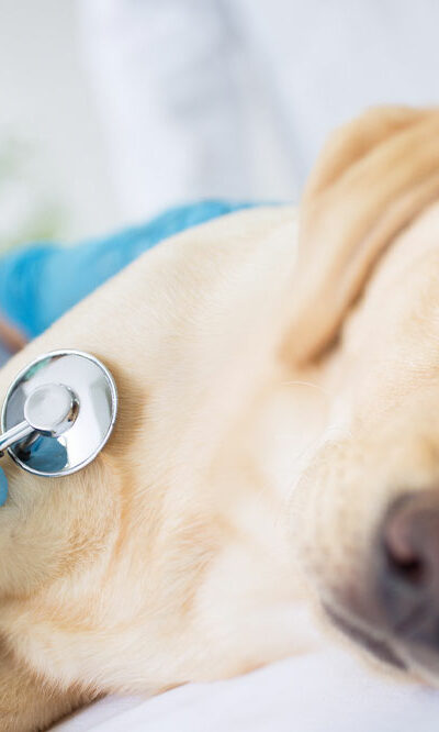 10 Signs of Illness to Look Out for in Dogs