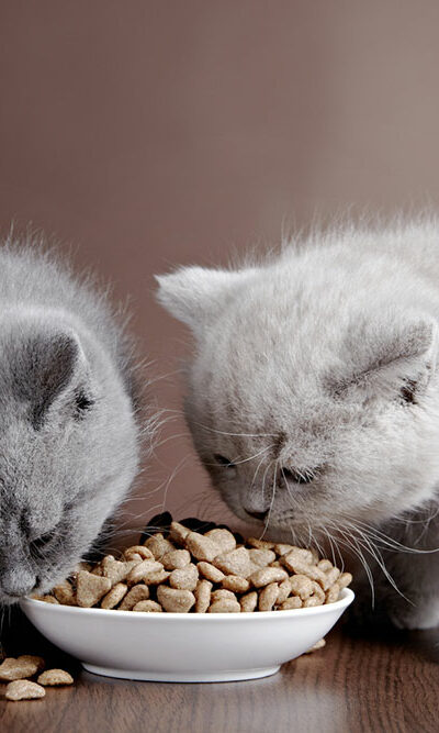 16 Black Friday Cat Food Deals to Expect in 2023