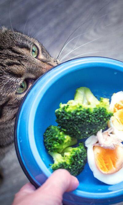 7 human foods that cats can enjoy