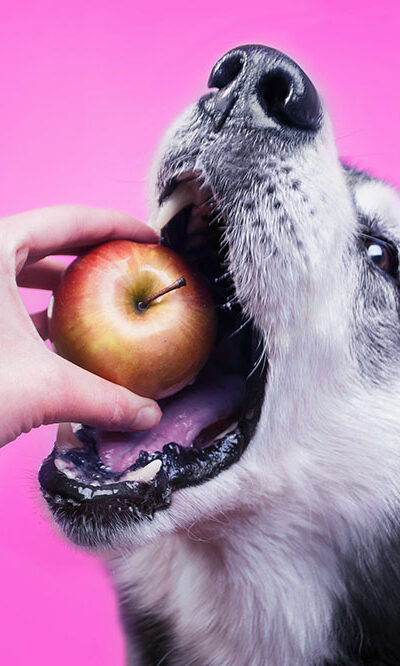 7 human foods safe for consumption by dogs