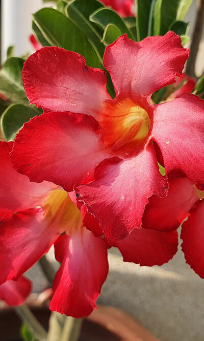 7 popular plants that are dangerous for cats