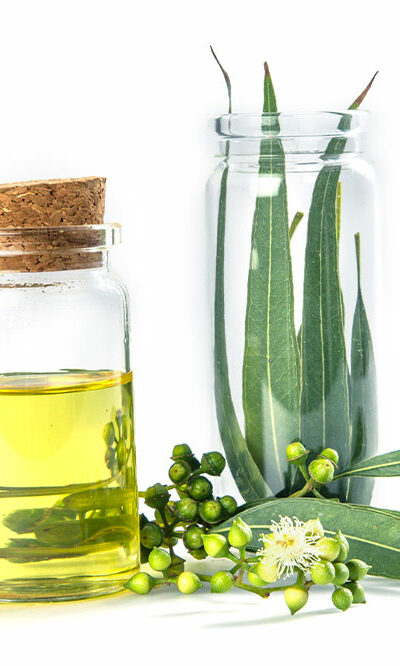 4 easy tips to keep dogs free of ticks and fleas