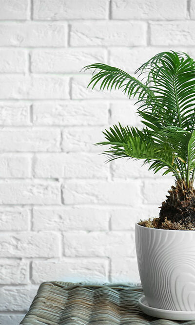 6 household plants that are toxic to dogs