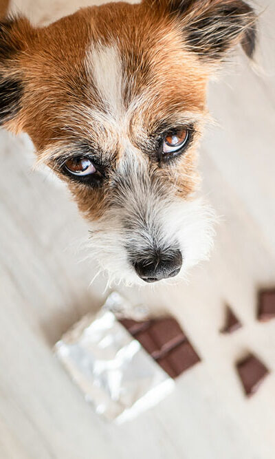 9 foods that are harmful for pets