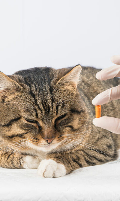 9 Warning Signs Indicating a Cat is Unwell