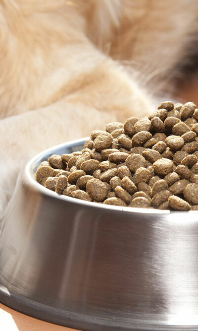 Black Friday 2023 – Top 10 Dog Food Deals to Look Out For