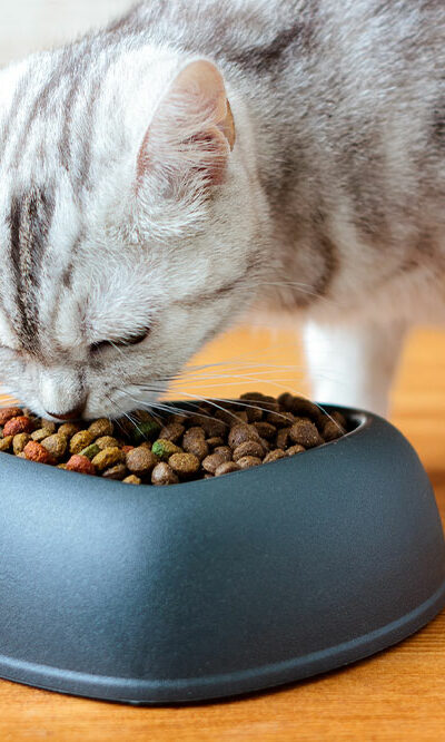Top 7 vet-recommended foods for cats