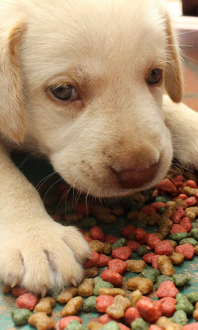 Top 5 foods for puppies